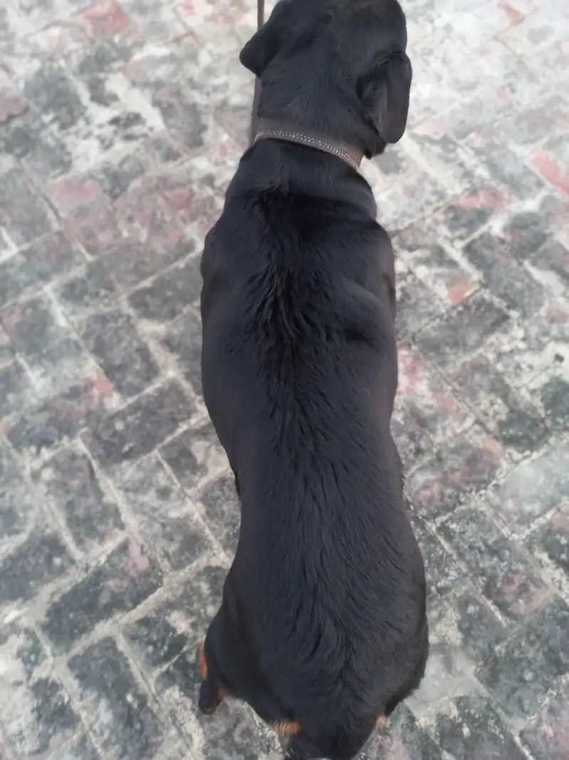 Female Pregnant rottweiler for sale. — photo 5