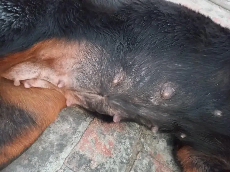 Female Pregnant rottweiler for sale. — photo 6