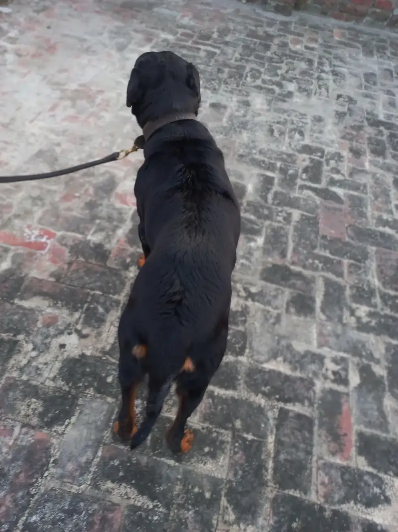 Female Pregnant rottweiler for sale. — photo 7