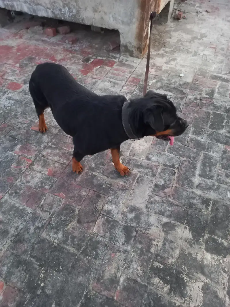 Female Pregnant rottweiler for sale. — photo 8