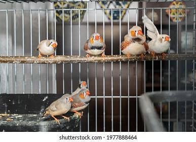 zebra finches pairs