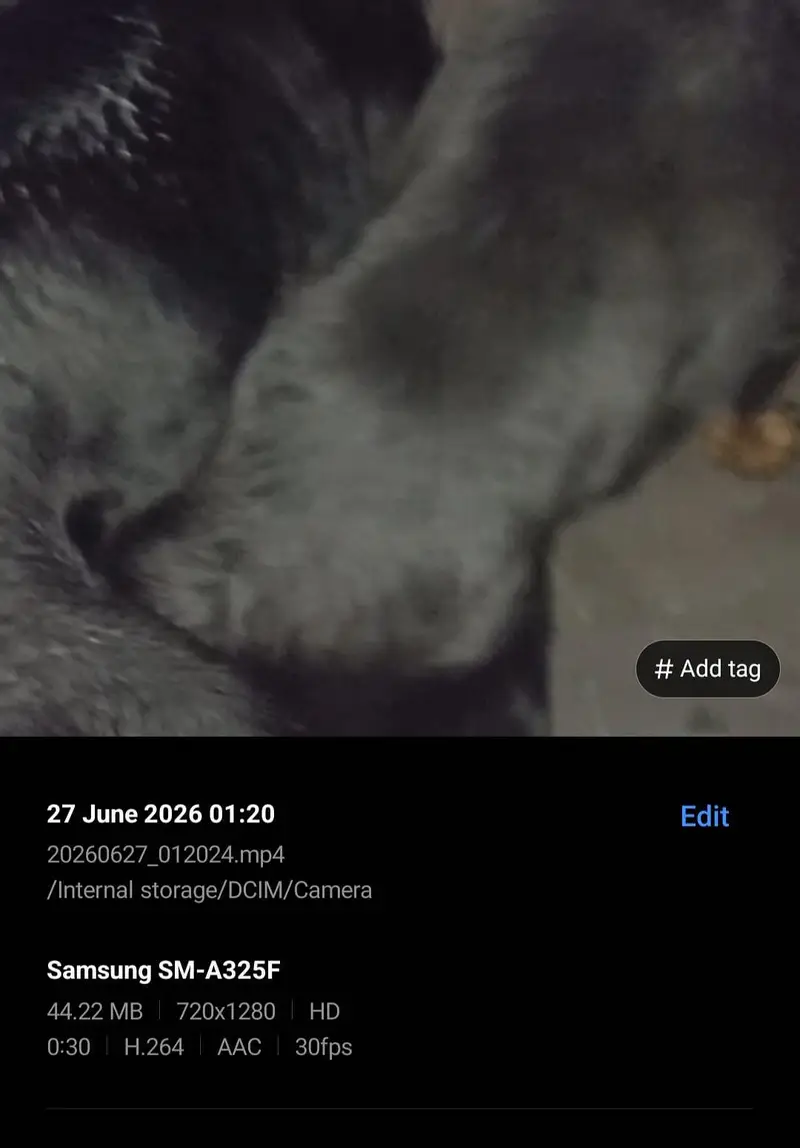 Female Pregnant rottweiler for sale. — photo 9