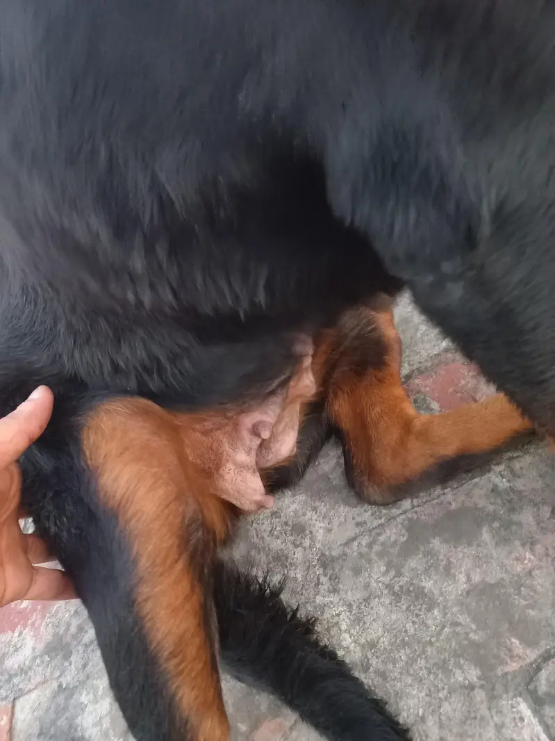 Female Pregnant rottweiler for sale. — photo 10