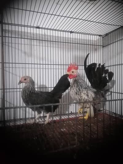 japanese pair available