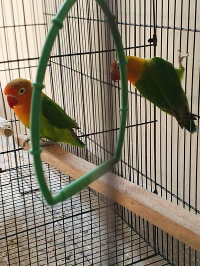 1 pair Hogoromo 3 piece hogoromo and 2 lovebirds breeder pair