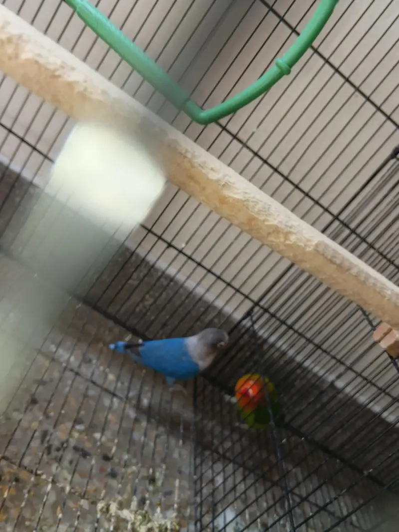 1 pair Hogoromo 3 piece hogoromo and 2 lovebirds breeder pair — photo 2