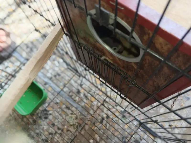 1 pair Hogoromo 3 piece hogoromo and 2 lovebirds breeder pair — photo 3