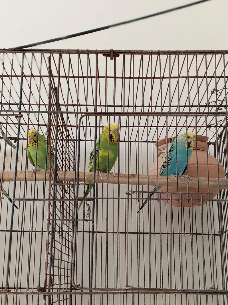 1 pair Hogoromo 3 piece hogoromo and 2 lovebirds breeder pair — photo 4