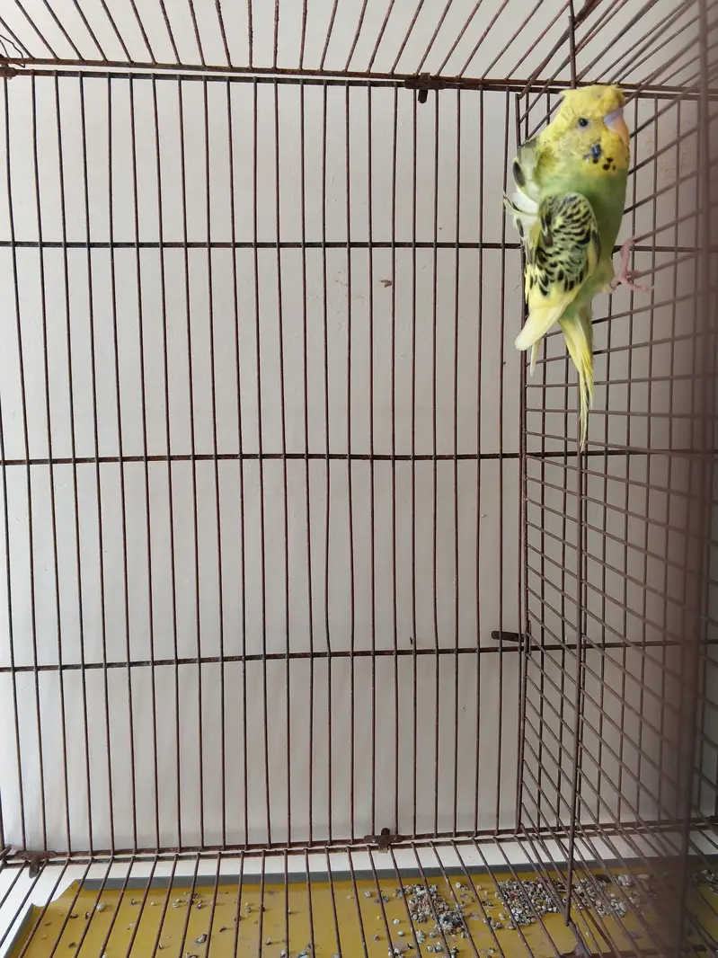 1 pair Hogoromo 3 piece hogoromo and 2 lovebirds breeder pair — photo 5