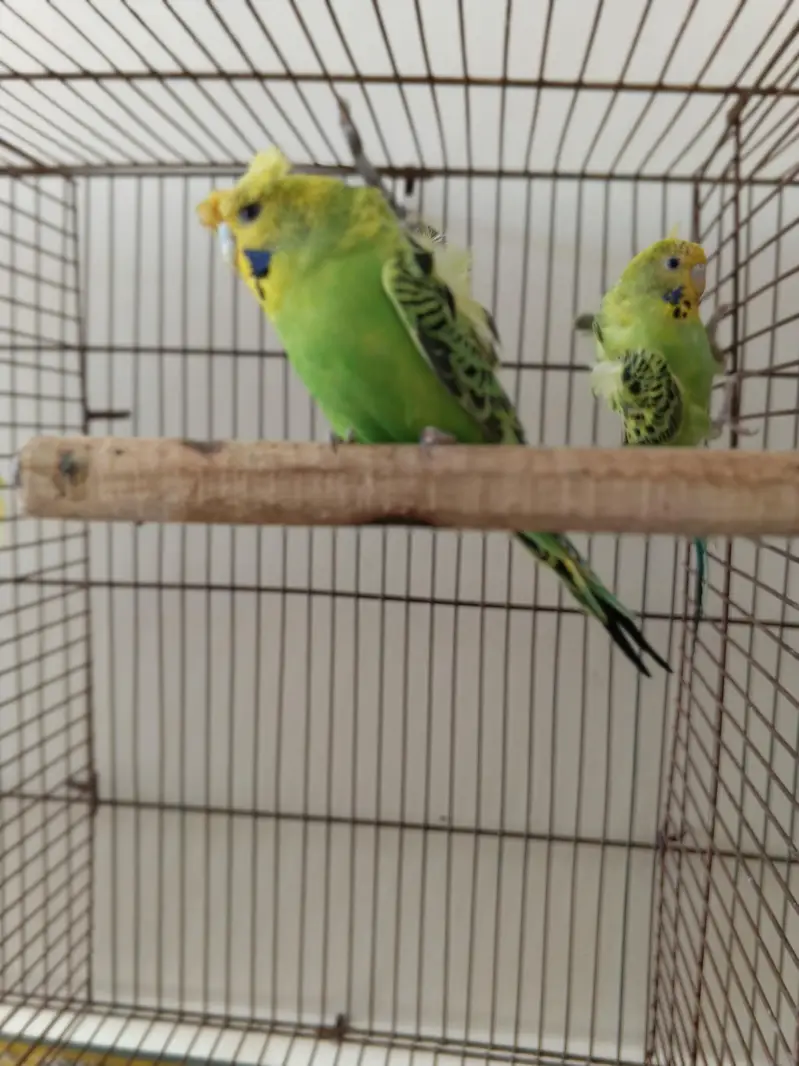 1 pair Hogoromo 3 piece hogoromo and 2 lovebirds breeder pair — photo 6
