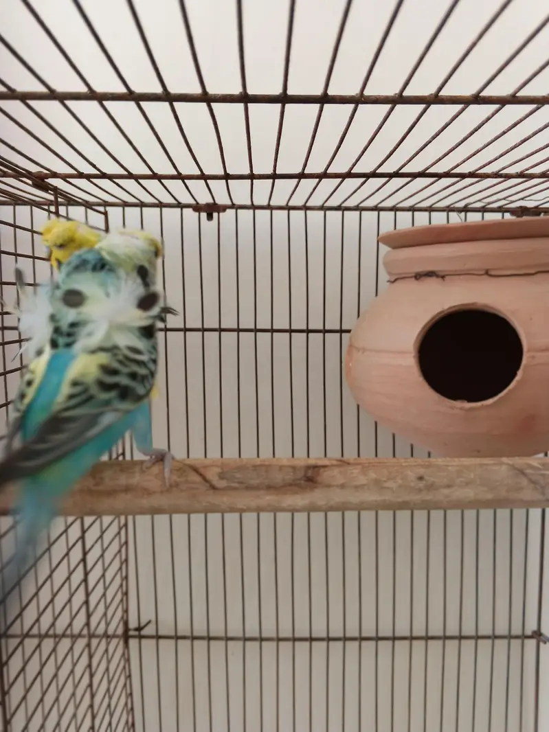 1 pair Hogoromo 3 piece hogoromo and 2 lovebirds breeder pair — photo 7