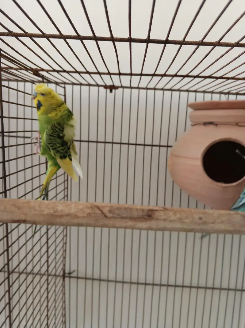 1 pair Hogoromo 3 piece hogoromo and 2 lovebirds breeder pair — photo 8