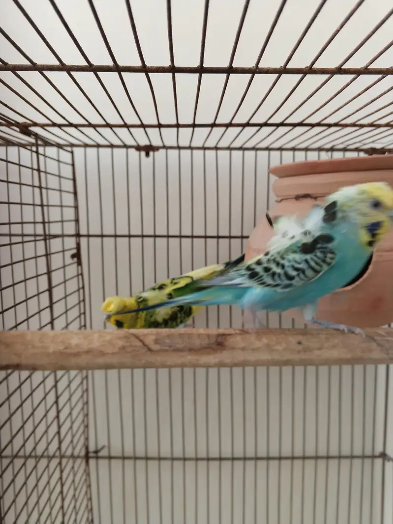 1 pair Hogoromo 3 piece hogoromo and 2 lovebirds breeder pair — photo 9
