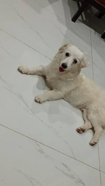 Fancy Russian [femail dog ] for sale