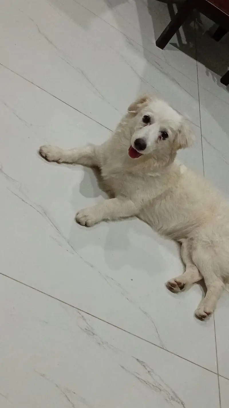 Fancy Russian [femail dog ] for sale