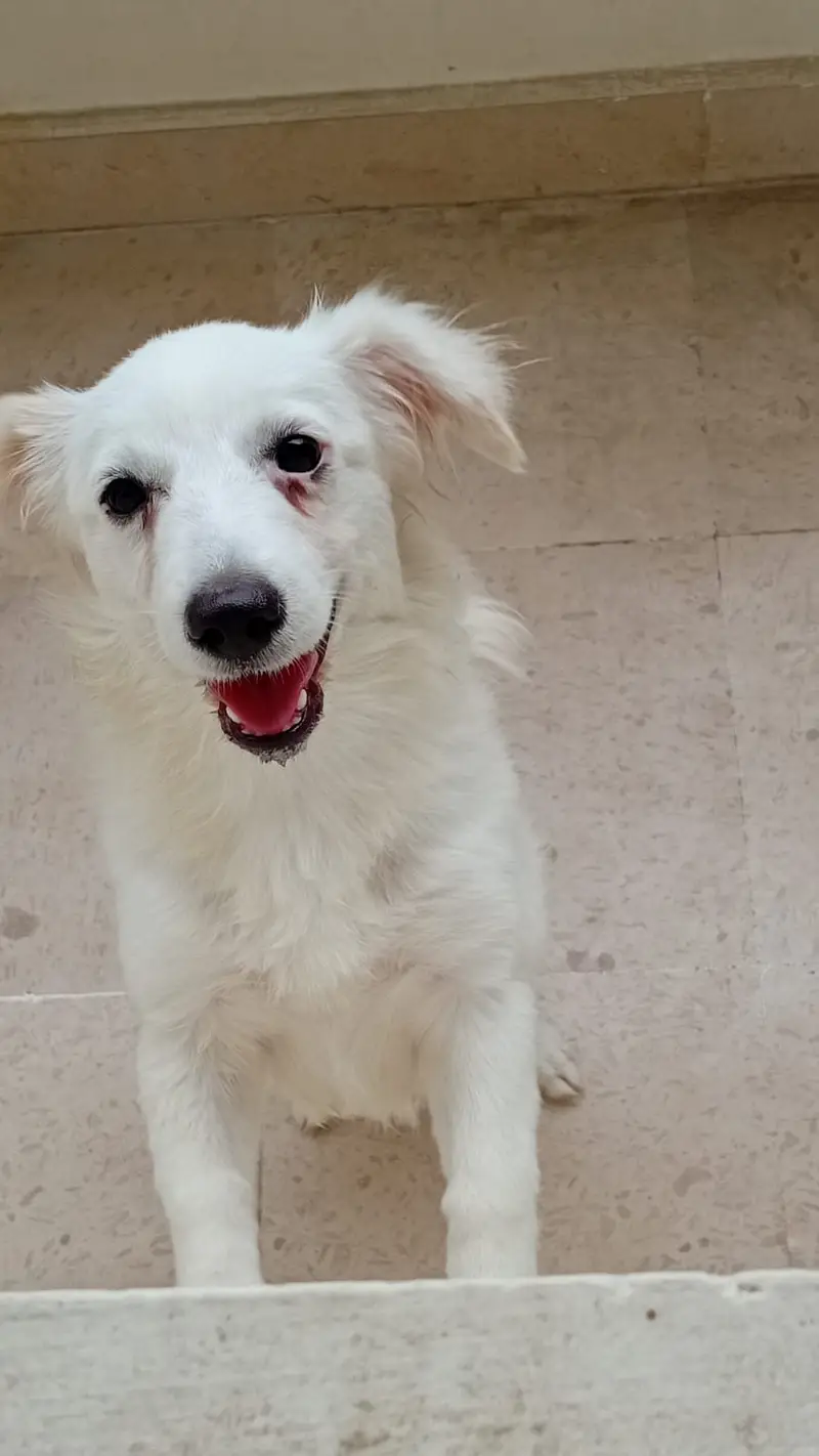 Fancy Russian [femail dog ] for sale — photo 2
