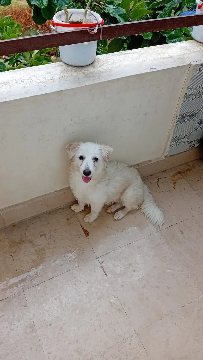 Fancy Russian [femail dog ] for sale — photo 3