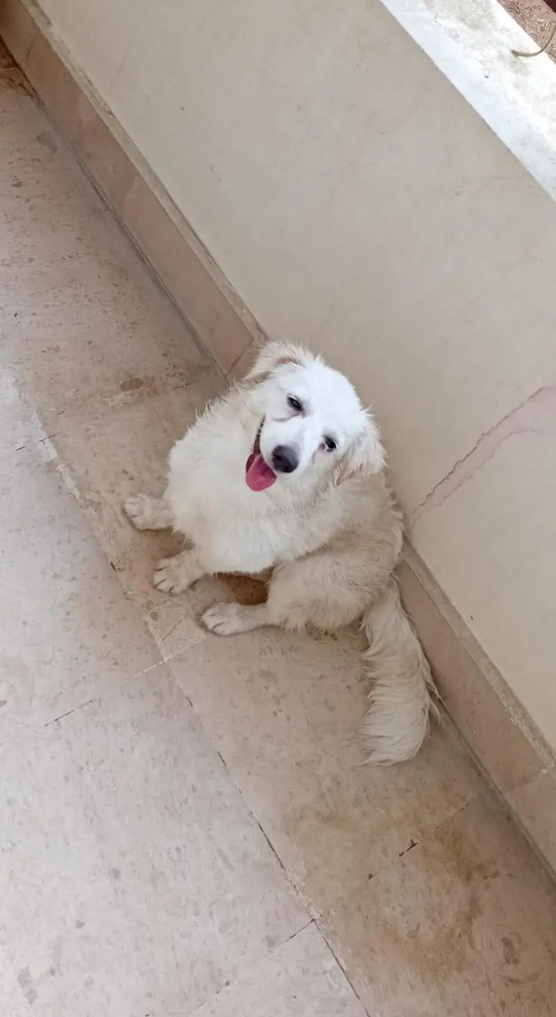 Fancy Russian [femail dog ] for sale — photo 4