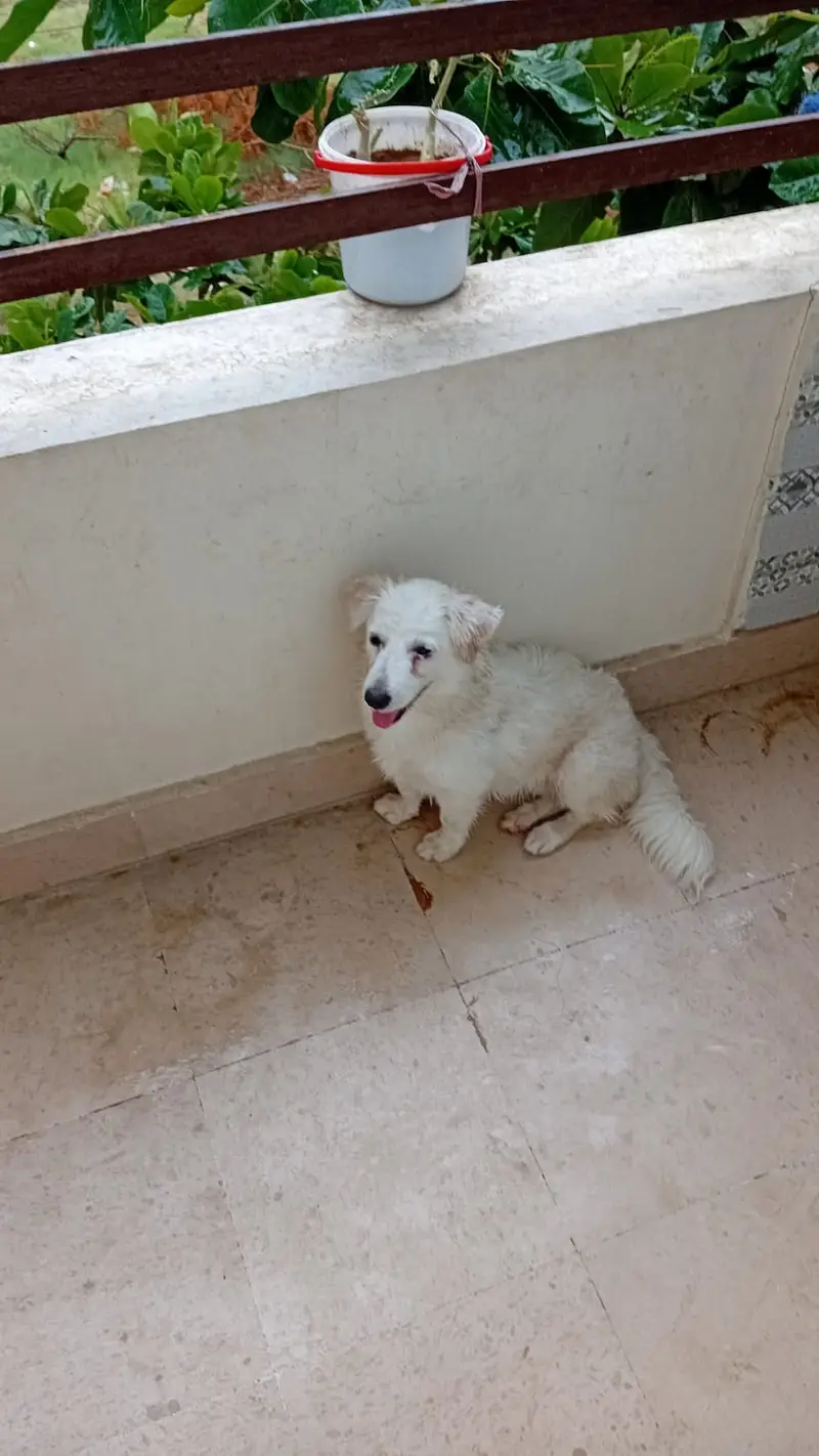 Fancy Russian [femail dog ] for sale — photo 5