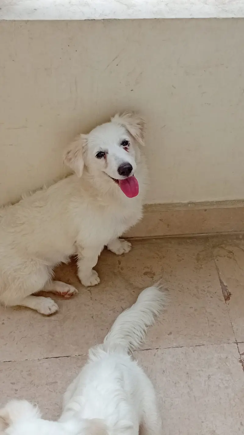 Fancy Russian [femail dog ] for sale — photo 6