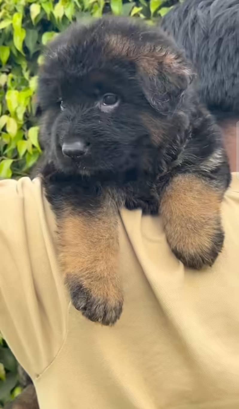 German shepherd 0
