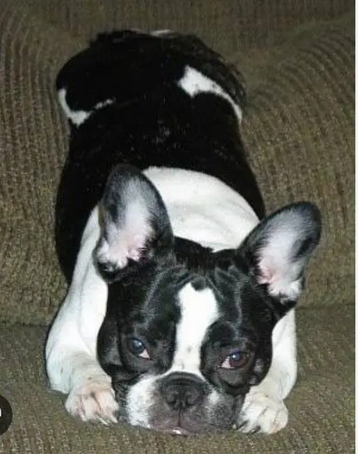 French Bulldog puppies available, — photo 6