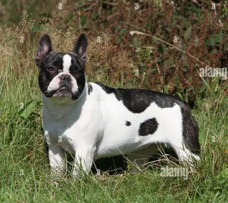 French Bulldog puppies available, — photo 7