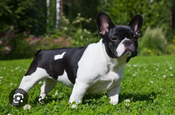 French Bulldog puppies available, — photo 8