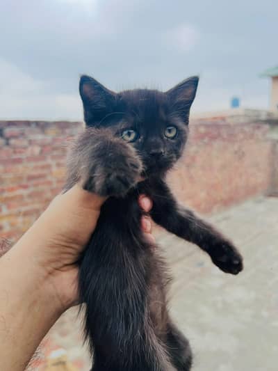 Persian cats n kittens for sale