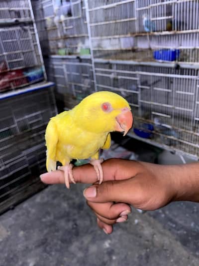 YELLOW RINGNECK TAMED. ACTIVE