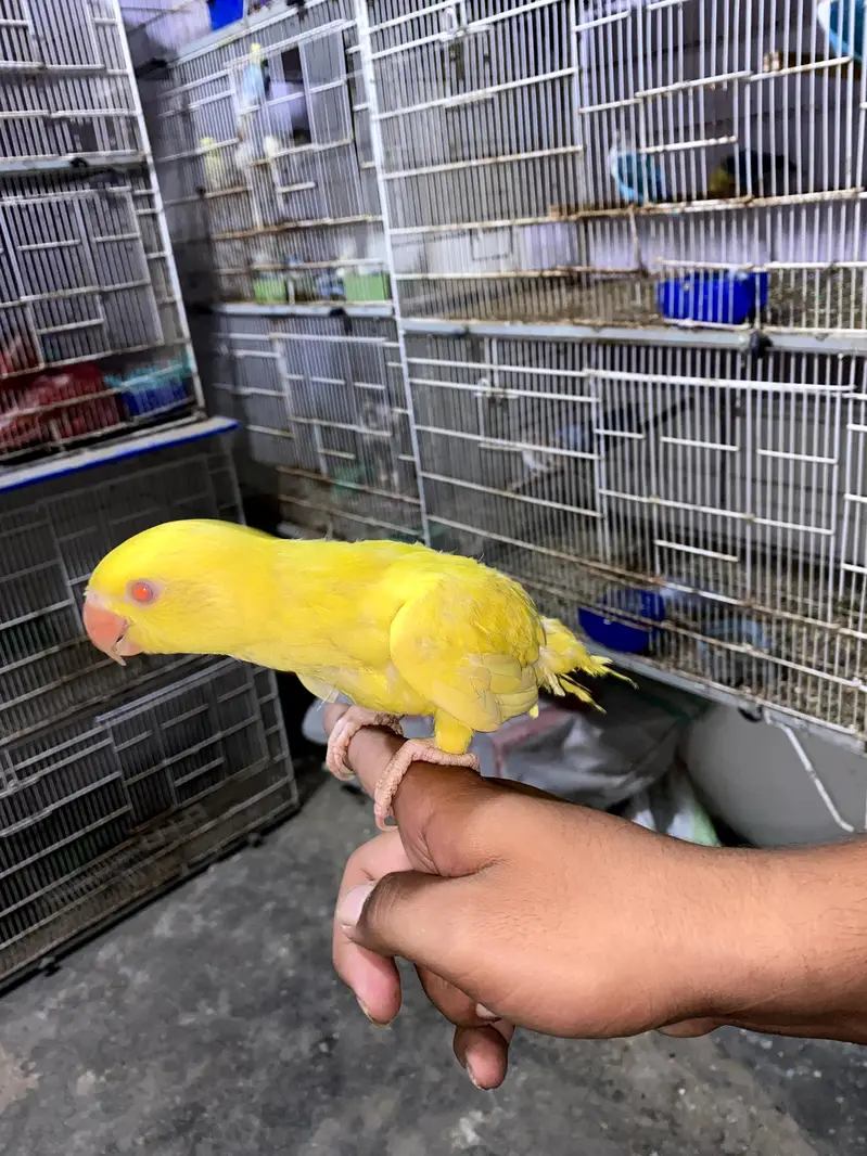 YELLOW RINGNECK TAMED. ACTIVE — photo 2