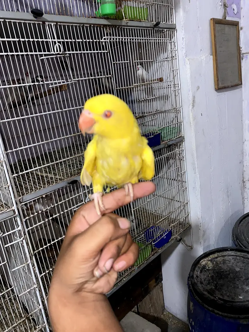 YELLOW RINGNECK TAMED. ACTIVE — photo 3