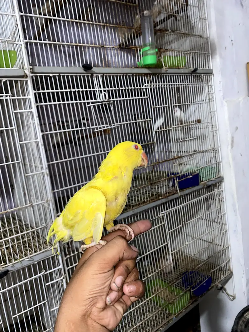YELLOW RINGNECK TAMED. ACTIVE — photo 4