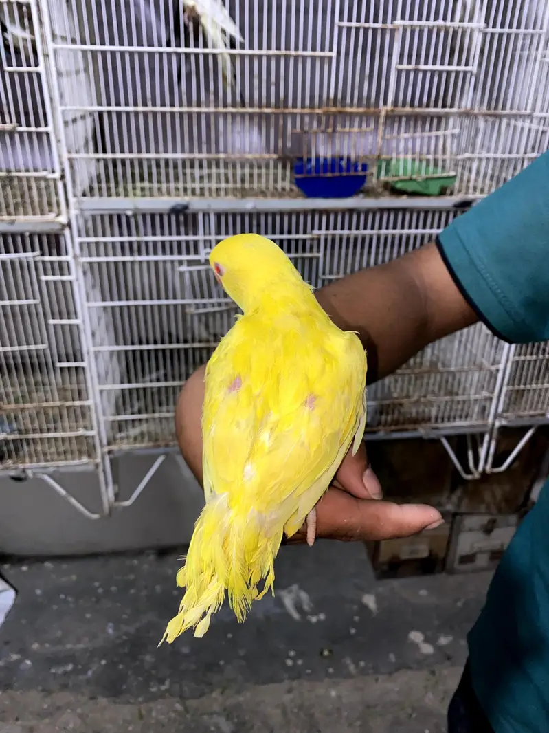 YELLOW RINGNECK TAMED. ACTIVE — photo 5
