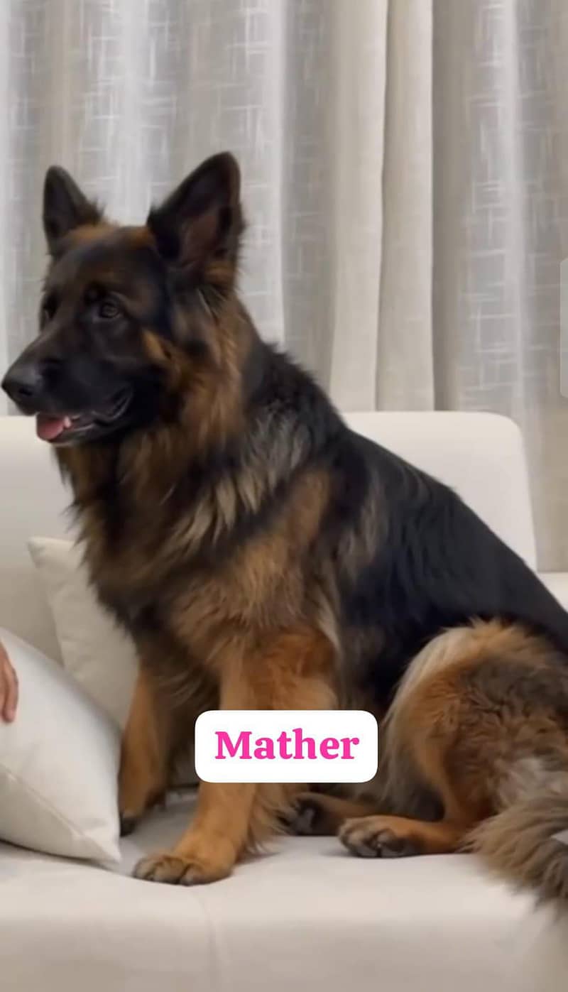 German shepherd 2