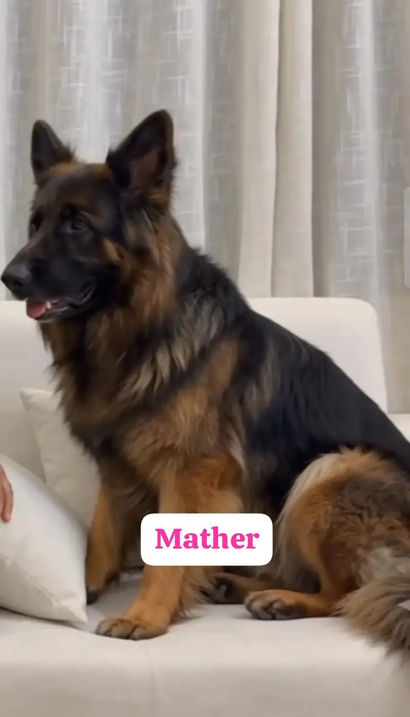 German shepherd — photo 3