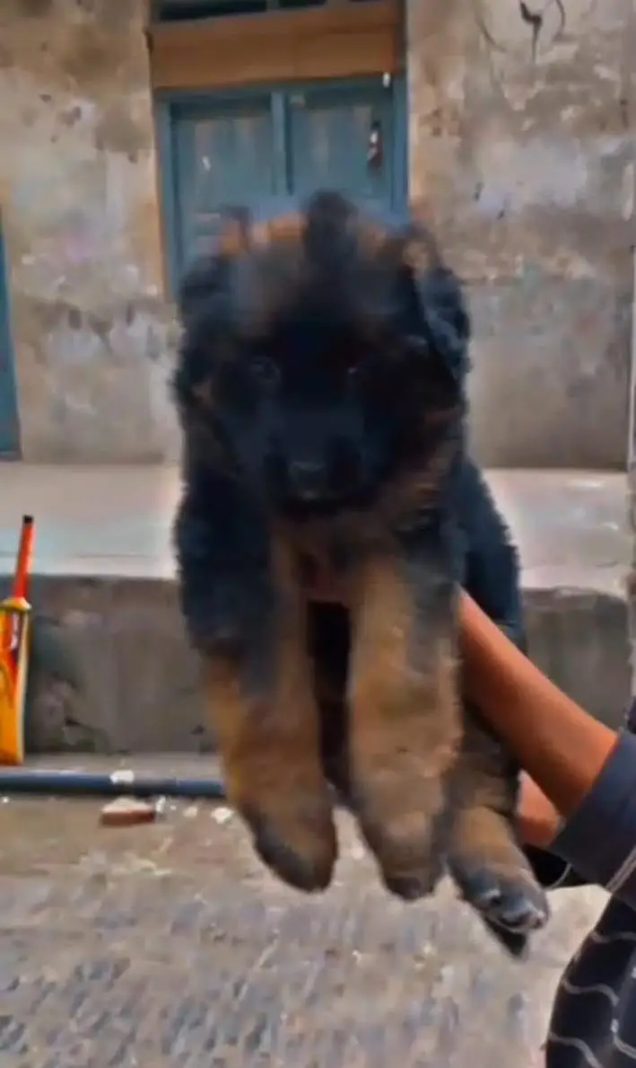 German shepherd — photo 4