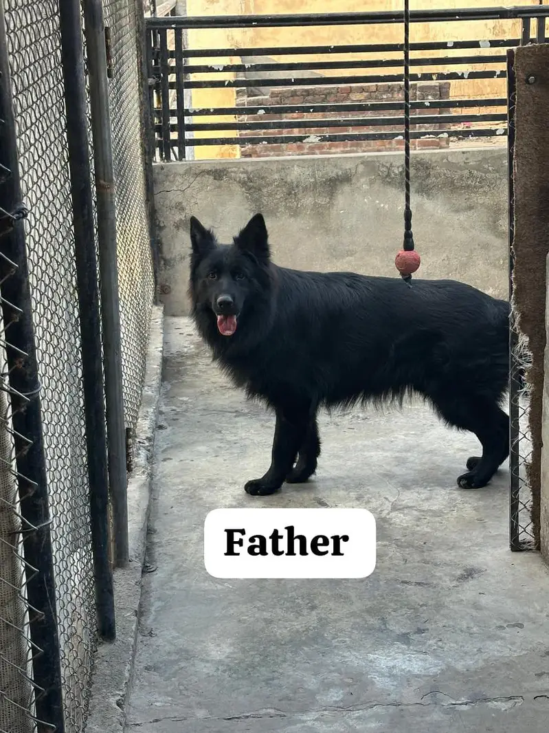 German shepherd — photo 5