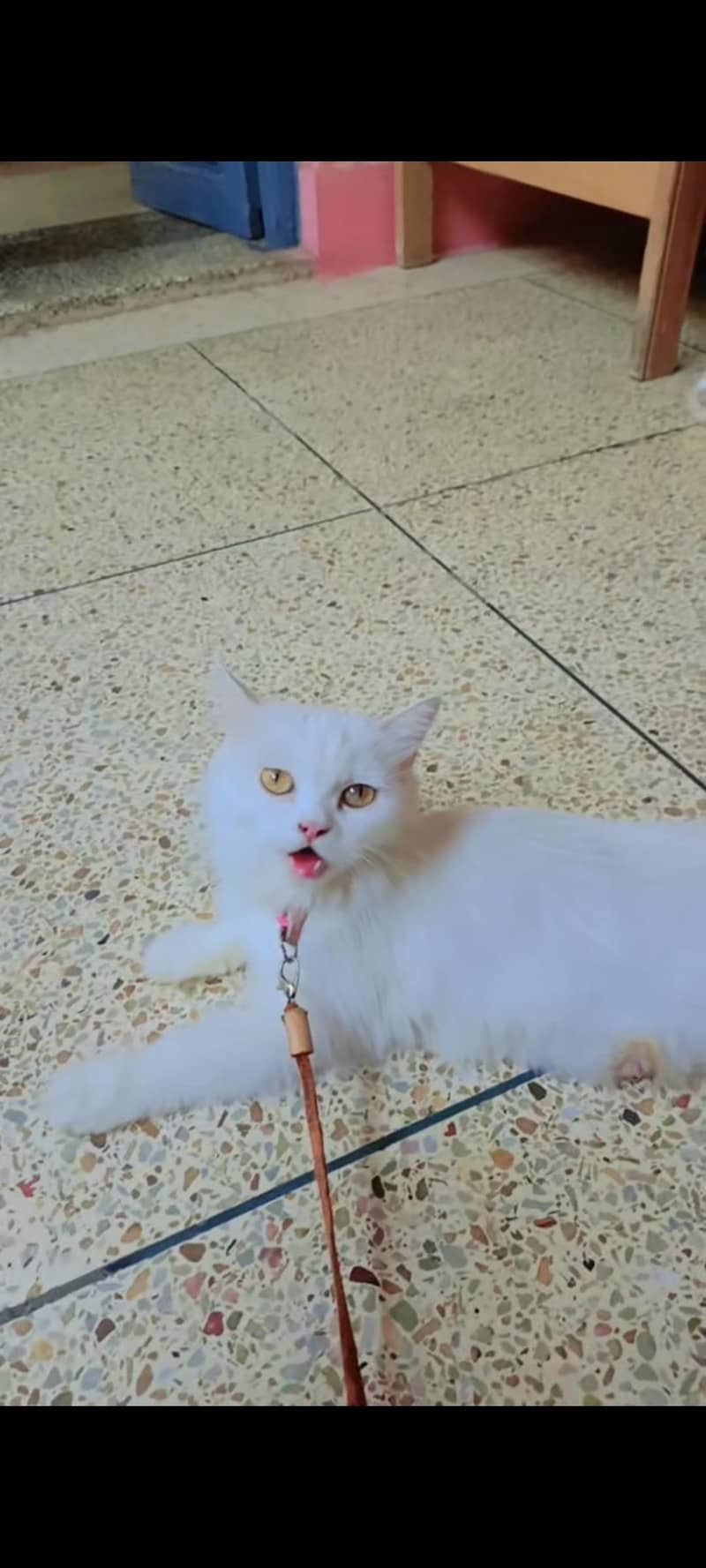 doll face cat 0