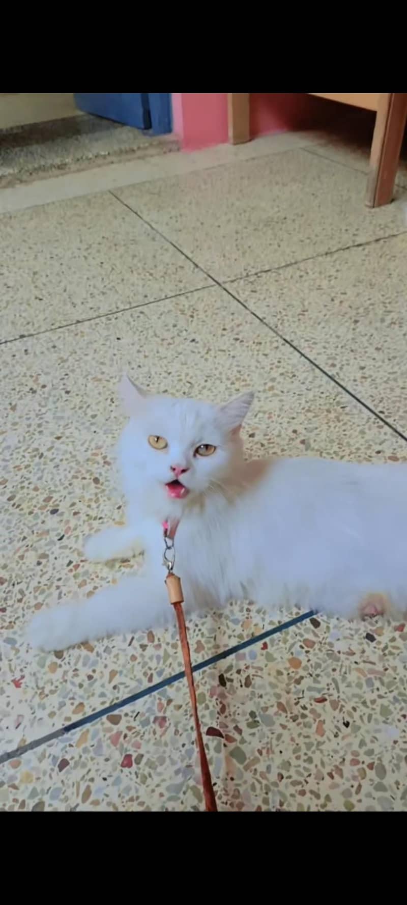 doll face cat 1