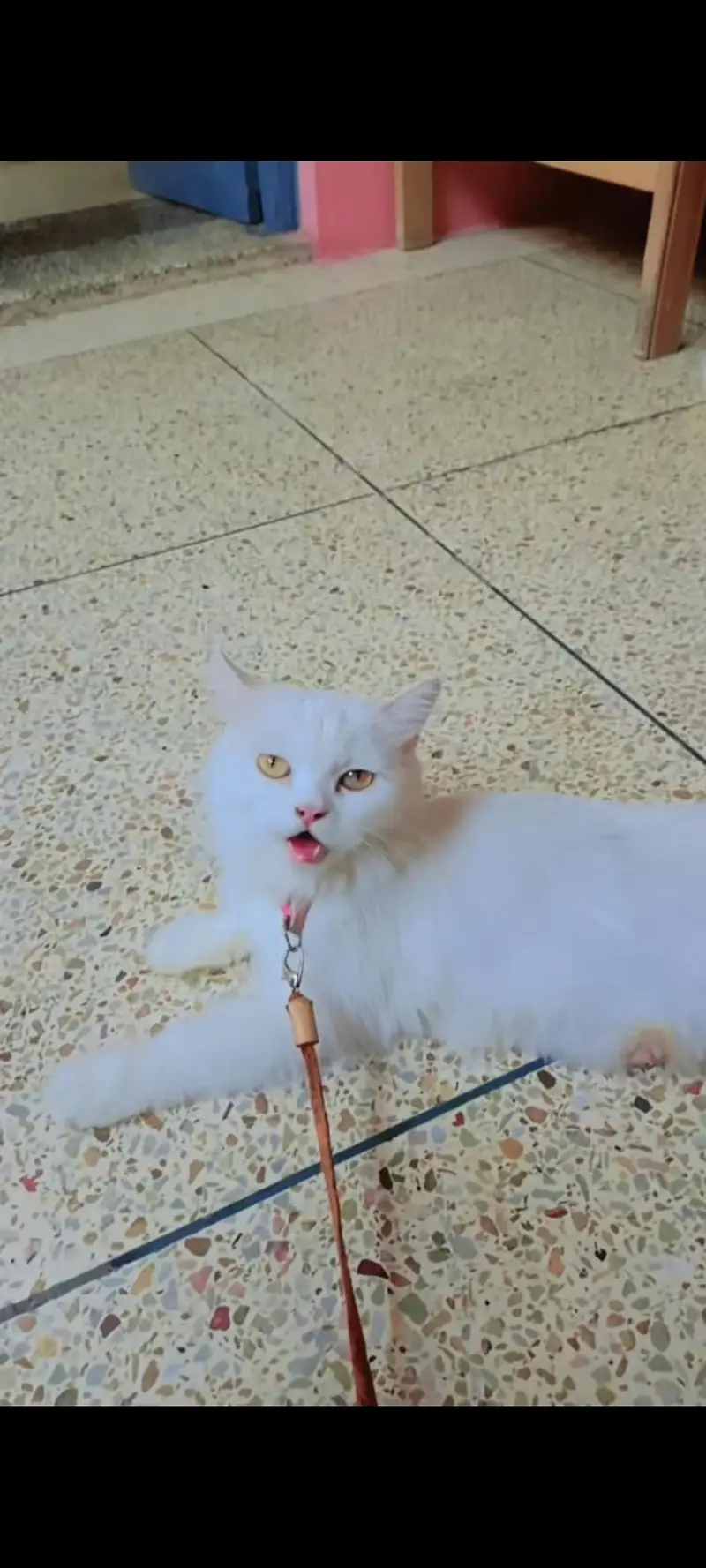 doll face cat — photo 2