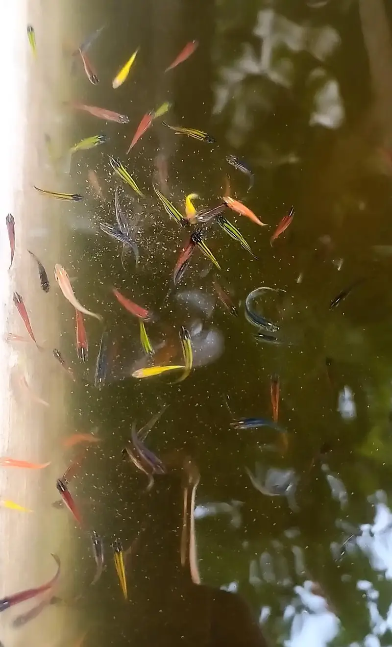 Zebra Danios adult & two month old (juvenile) for sale — photo 5