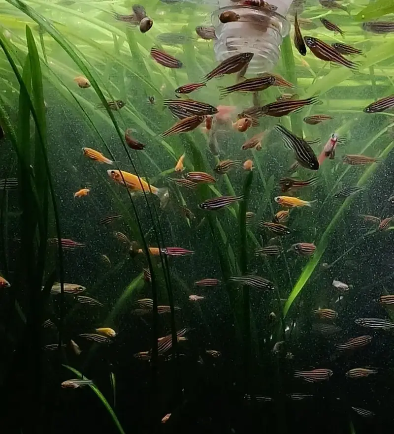 Zebra Danios adult & two month old (juvenile) for sale — photo 10