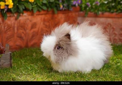 teddy bear dwarf female 12k only