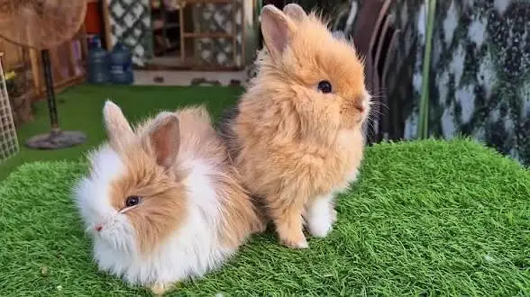 teddy bear dwarf female 12k only — photo 2