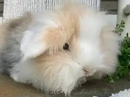 teddy bear dwarf female 12k only — photo 4