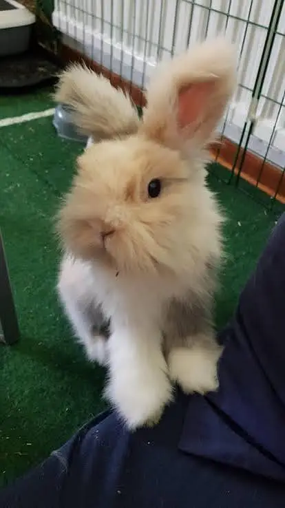 teddy bear dwarf female 12k only — photo 5
