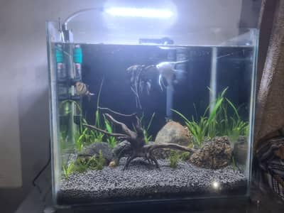 fish Aquarium