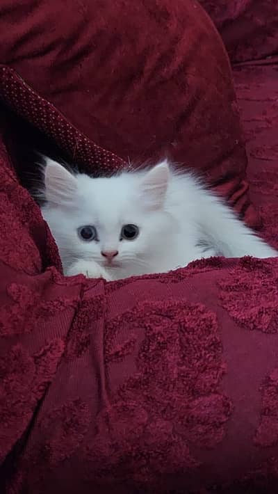Himalayan Persian x Turkish Angora Kittens | M&F | Healthy Cats