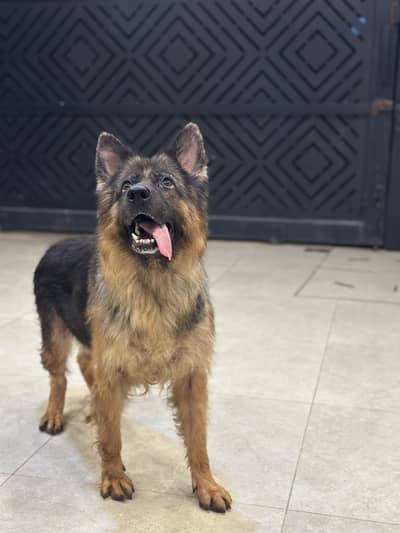 German shepherd breeder female